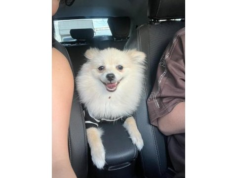 Eğitimli pomeranian 8 aylık erkek