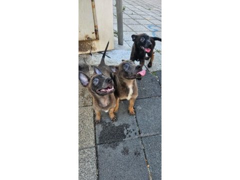 Belçika malinois
