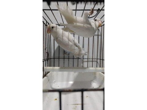Albino takım sevda papağanı