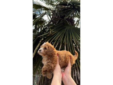 Maltipoo yavrumız yeni yuvasına hazır