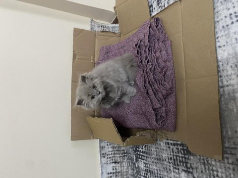 British longhair kedimiz