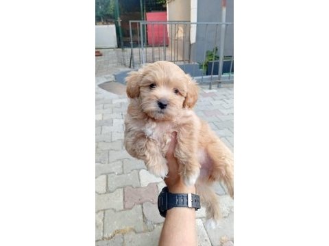 Arthur ve sakız'ın yavruları maltipoo