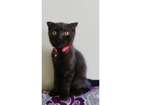 Siyah erkek scottish fold