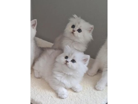 British longhair dişi