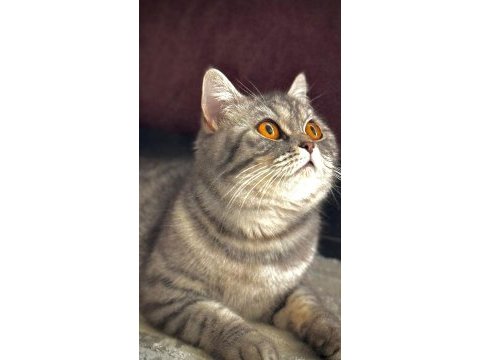 British shorthair lunaya yuva arıyorum