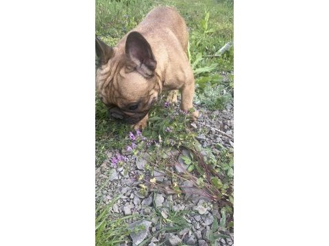 Fransız bulldog yetişkin