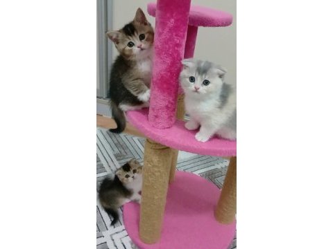 Fawn tortie bicolor scottish fold bilek golden