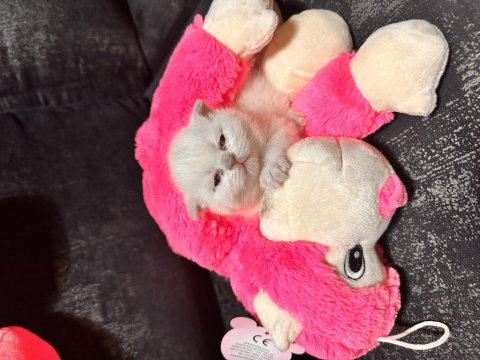 Orjinal ırk scottish fold mavi gözlü