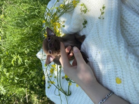 Dişi çikolata baby şivava