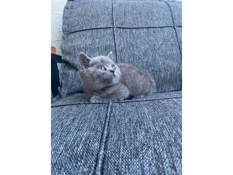 2 erkek british shorthair blue yavrular
