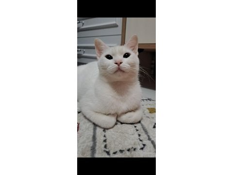 Kedimiz muffinimize kalıcı yuva arıyoruz