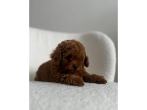 Sevimli toy poodle 