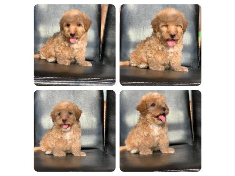 A kalite maltipoo yavruları
