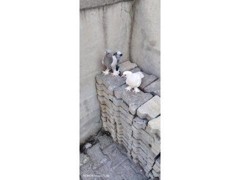 Takım 2 adet de yavrusu oyunlu anne baba güvercin