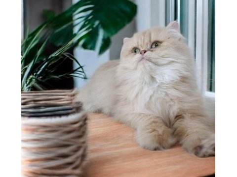 British longhair dişi erkek
