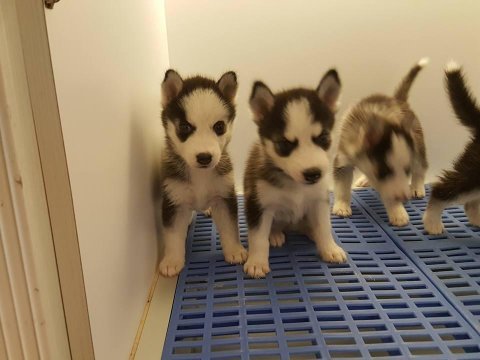 Husky sibirya yavruları