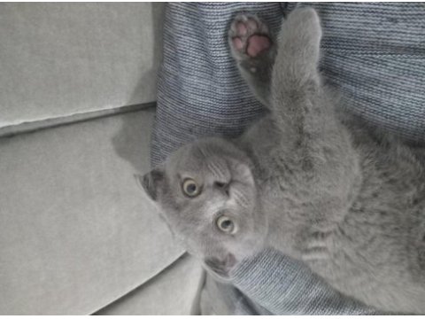 Scottish fold erkek yavrumuz