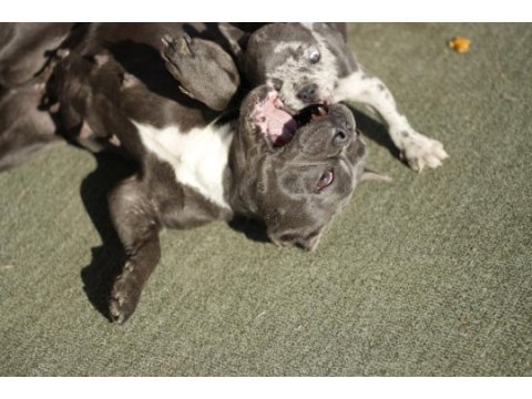 Farklı olmak isteyenler için el salvador kennel french
