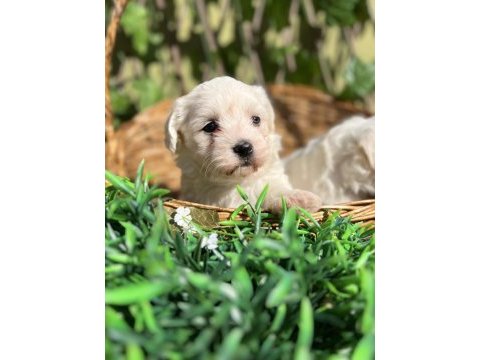 Kar beyaz ırk garantili maltese terrier yavrular