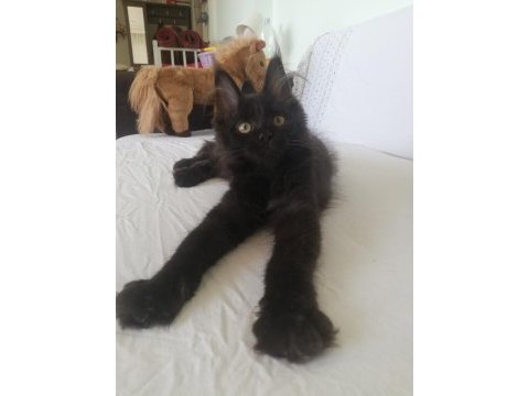 Efsane maine coon yavrular