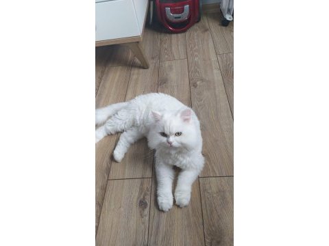 Scottish straight beyaz erkek kedi