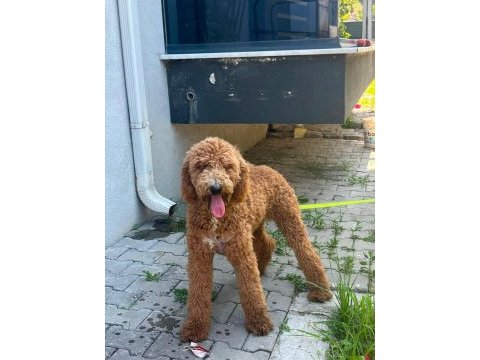 2.5 yaşında standart boy poodle