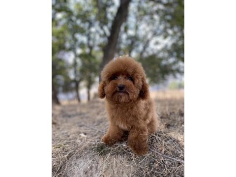 Red brown toy poodle