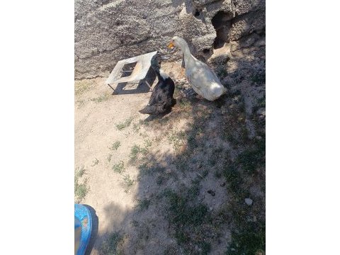 Acil satılık ördek