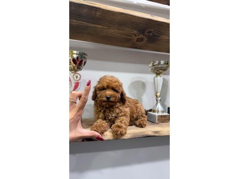 Orjinal toy poodle yabruları 