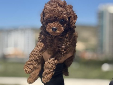 Yasal ruhsatlı çiftlikde ziyarete açık toy poodle