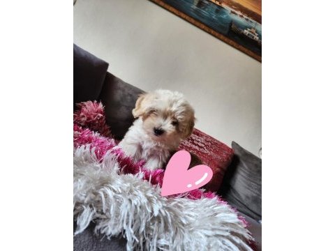 Ev yavrusu maltipoo kızım