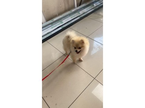 Efsane 6 aylık anatomisi harika pomeranian