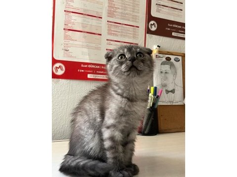 Scottish fold kedimiz için ulaşın