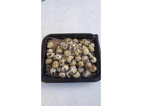 Kuluçkalık bıldırcın yumurtası