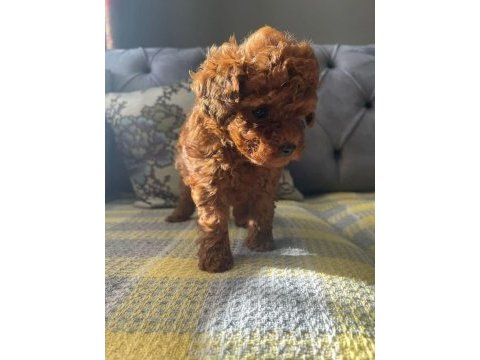 Tüy dökmeyen hipoalerjenik toy poodle