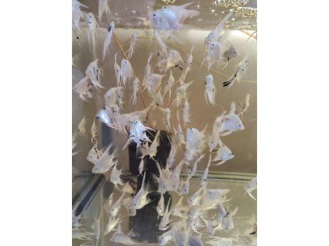 Platinum marble melek balığı