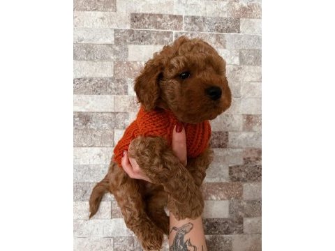 Ailesine gitmeyi bekleyen bir poodle bebek