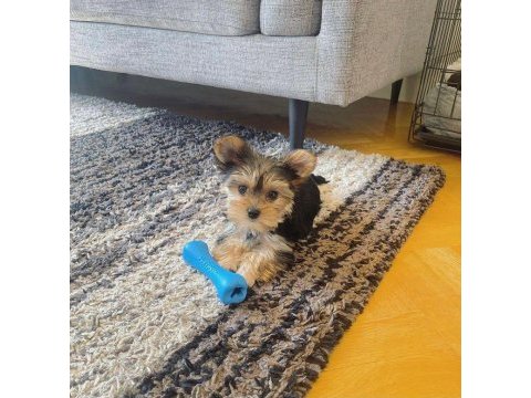 Mini minnak yorkshire terrier bebeklerimiz
