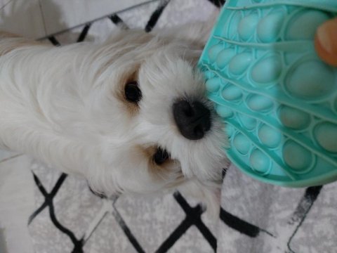 Ücretsiz 3 yaşında köpeğimiz