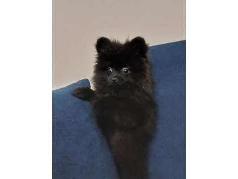 Pomeranian çiço yeni yuvasını arıyor