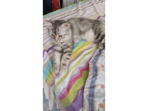 10 aylık maine coon dişi