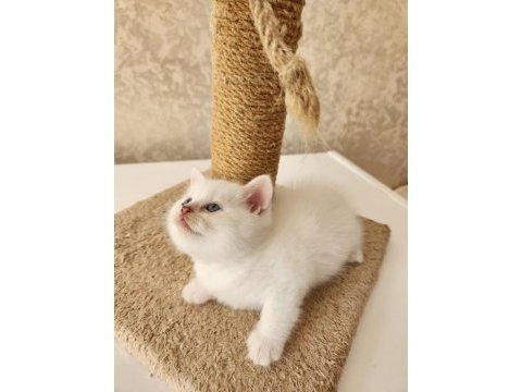Bembeyaz ve blue point scottish fold 1.5 aylık bebekler