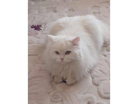British longhair kızımıza güzel bir yuva arıyoruz