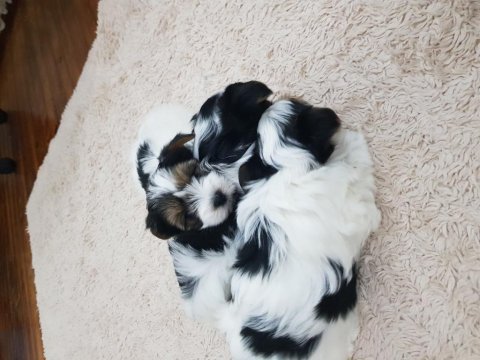 Erkek dişi biewer yorkshire terrier