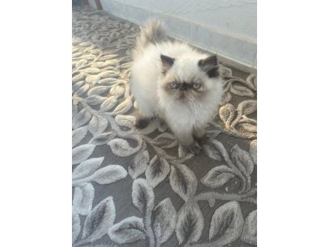İran egzotik kedimiz