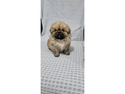 Pekinez köpeğimiz yeni yuvasını bekliyor