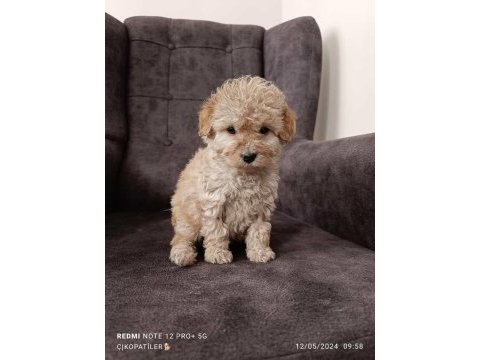 Maltipoo yavrularımız