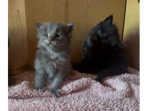 Saf kan, lo şecereli dev boy kediler 6 yıllık tecrübe