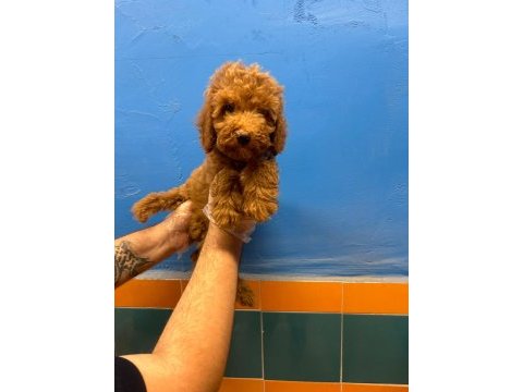 Evinizin neşesi tüy dökmeyen toy poodle yavrular
