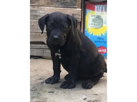 Irk sağlık garantili cane corso yavruları